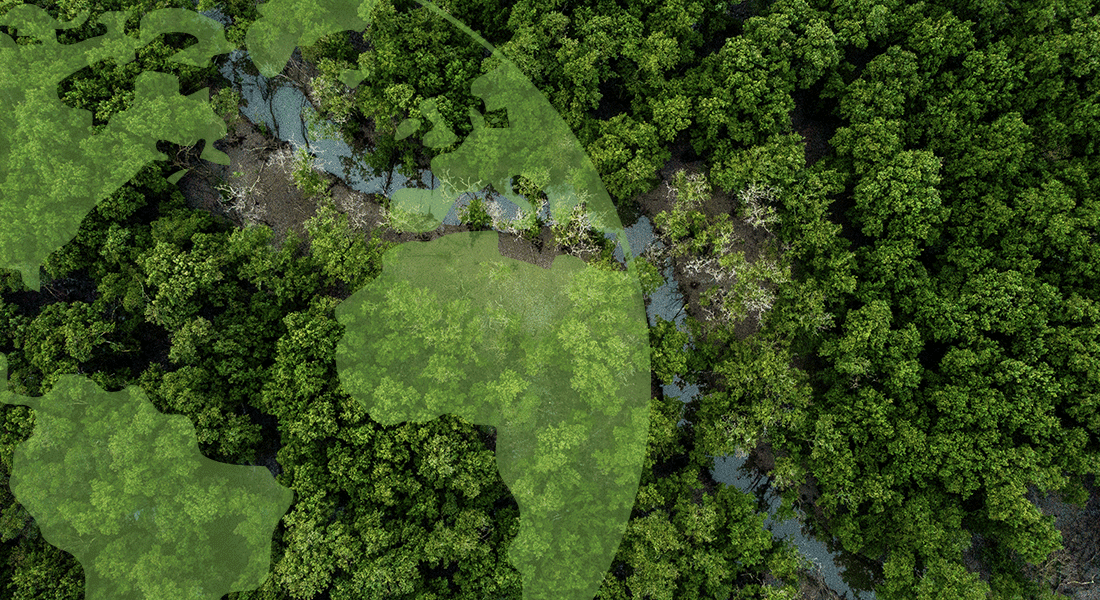 Skovområde set fra oven