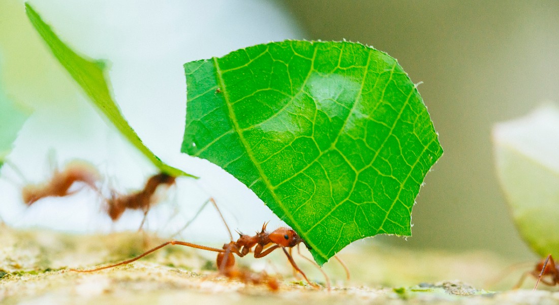 Photo of a leafcutter ant