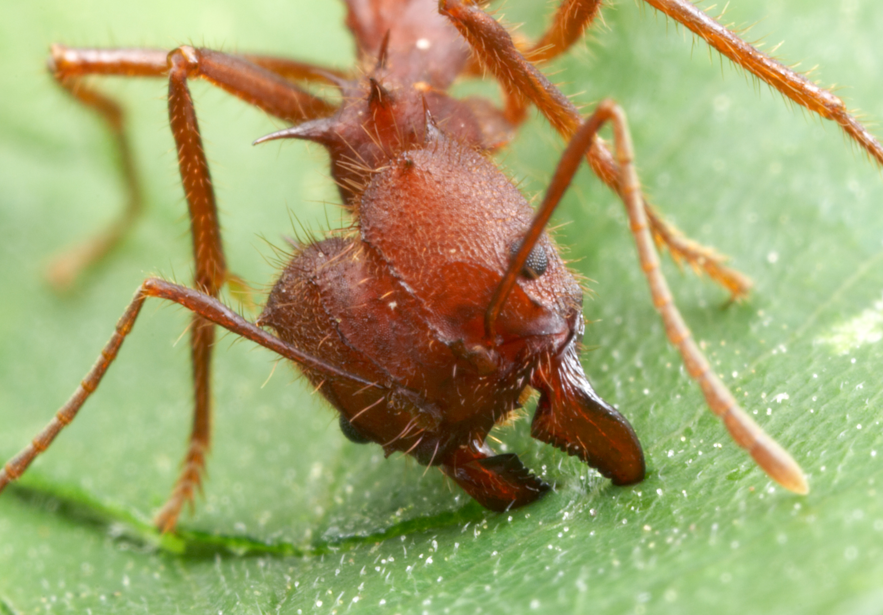 Photo of a leafcutter ant, eating a leaf, by Alex Wild, used by permission