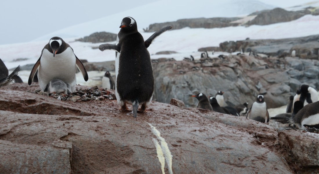 Photo of a penguin shitting on a rock