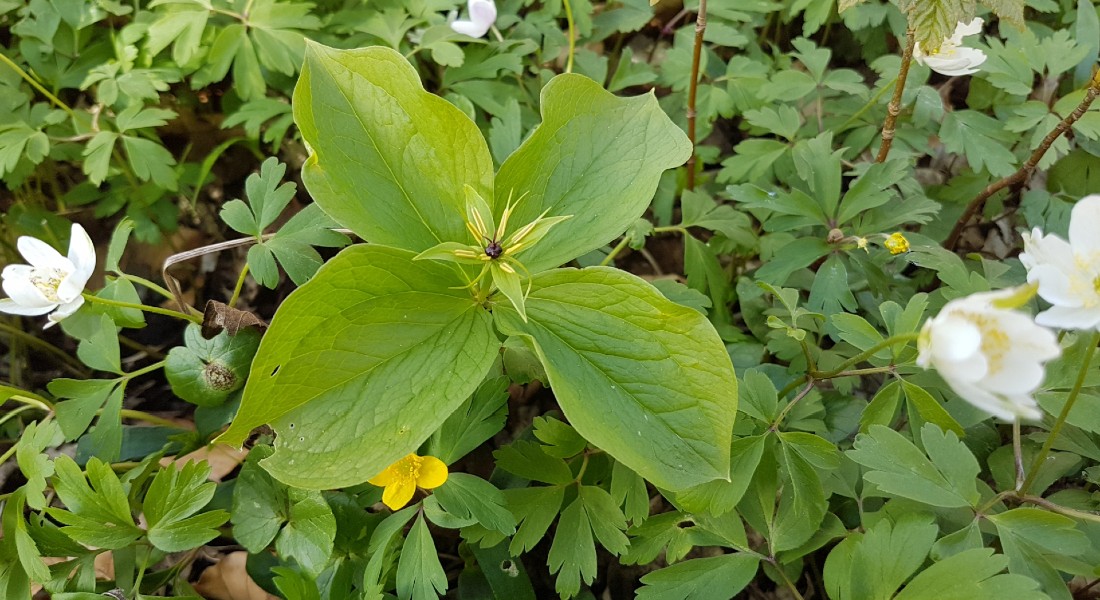 Here you can see flowering herb-paris, white anemones (and a single yellow one) in a springtime Danish forest.