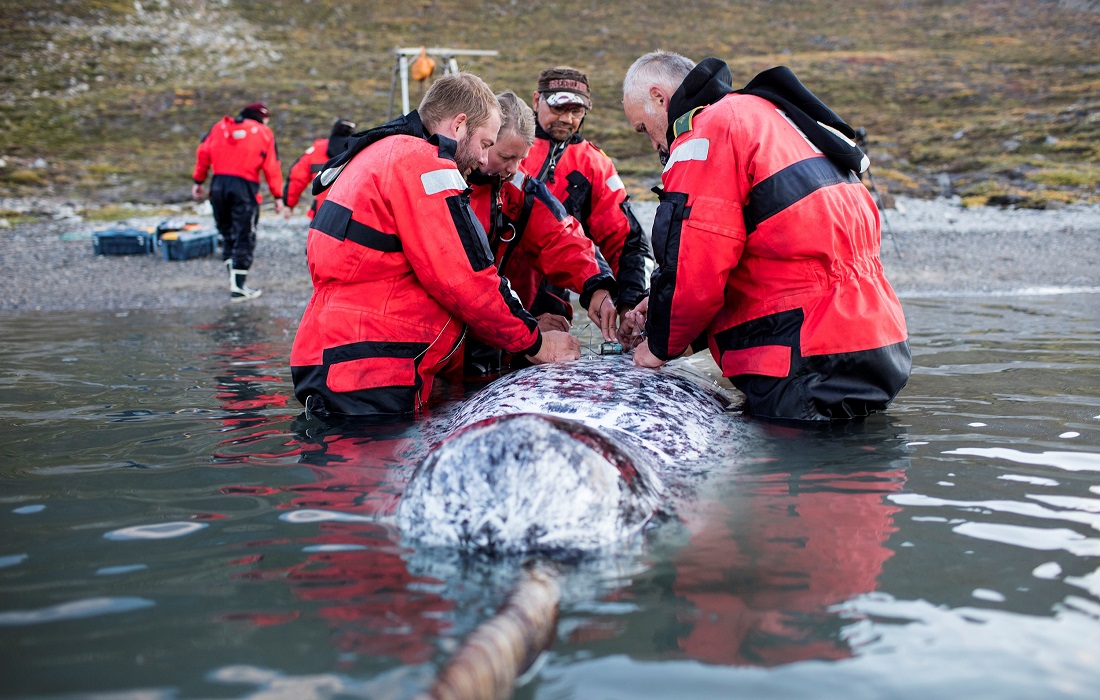 Tagging of narwhal