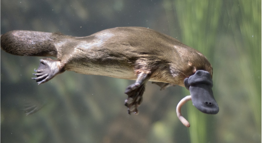 How Earth's oddest mammal got to be so bizarre – University of Copenhagen