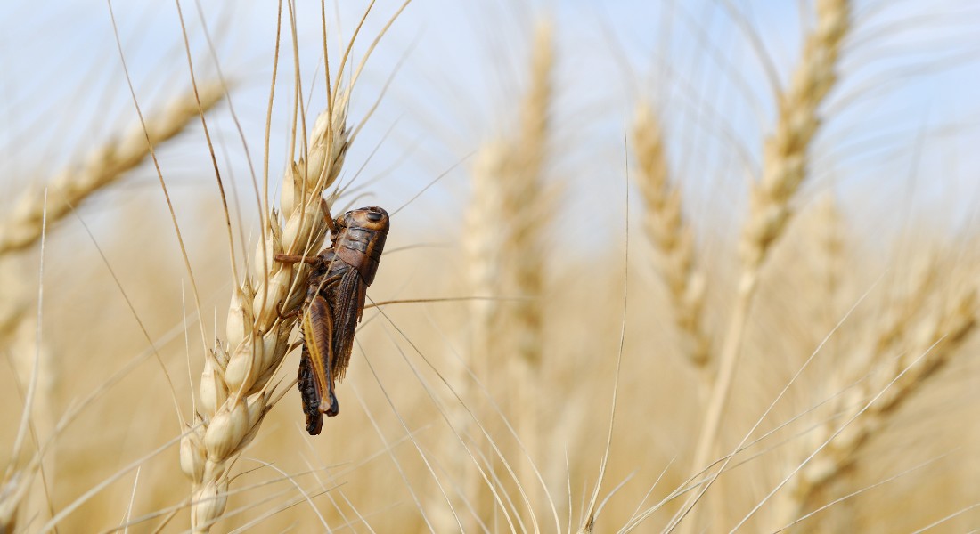 Photo of an insect in a wheat crop