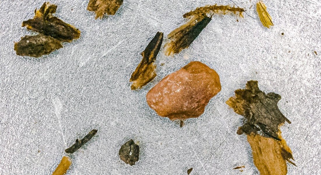 Photo of the branches and moss found in the ice. University of Vermont