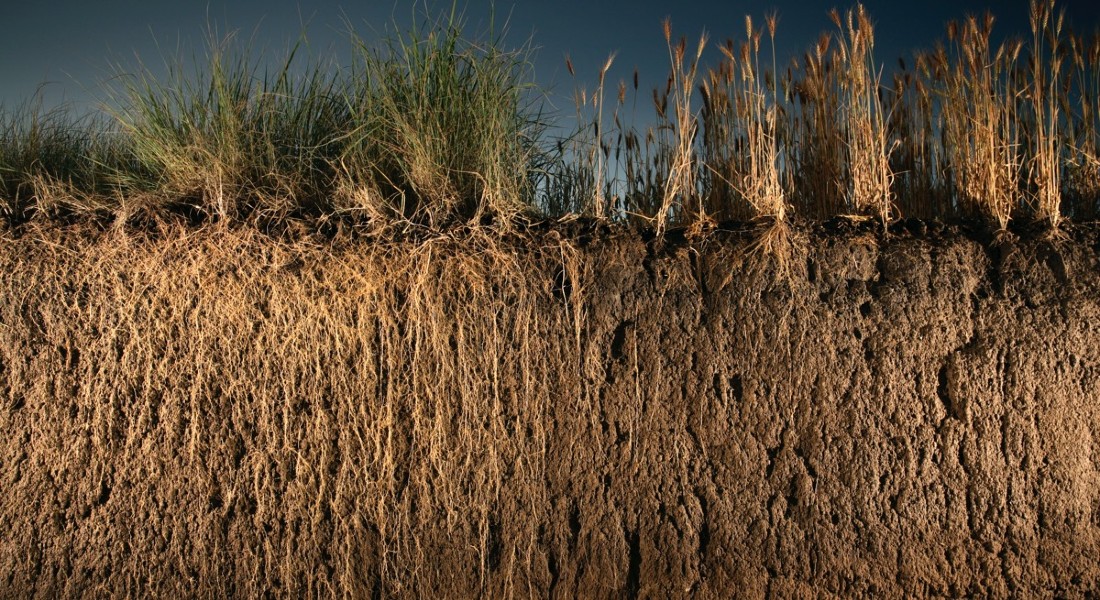 Wheatgrass (see the left side of the photo) has roots that becomes up to 4 meters long, where normal wheat crops are about 1 meters long (see the right side of the photo).  Photo: Kernza.org/The Landinstitute.org 