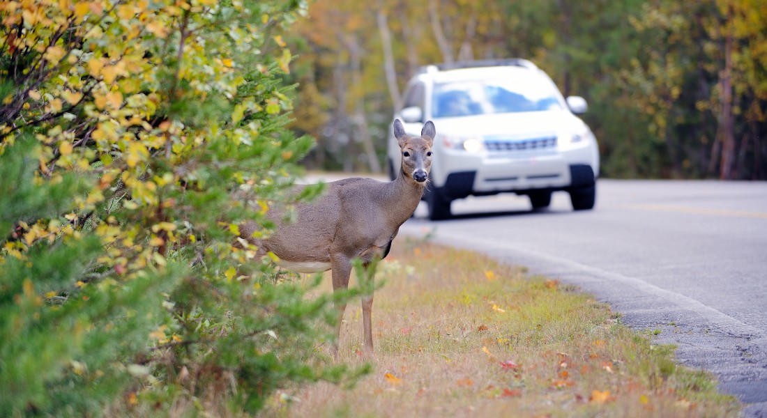 Danes are willing to pay approximately 107 euros a year to protect animals from being killed on motorways. Photo: Getty Images