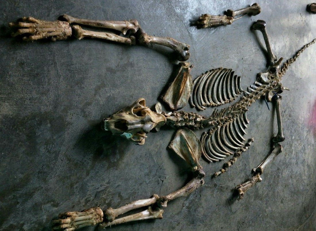 Photo of a Tiger skeleton