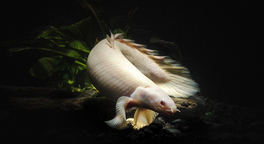 The bichir (Credit: Getty Images)