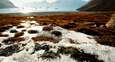 Arctic vegetation has a major impact on warming