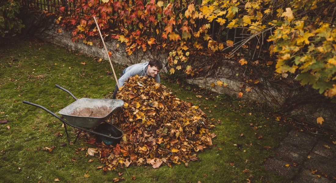 Man cleaning leafs in garden
