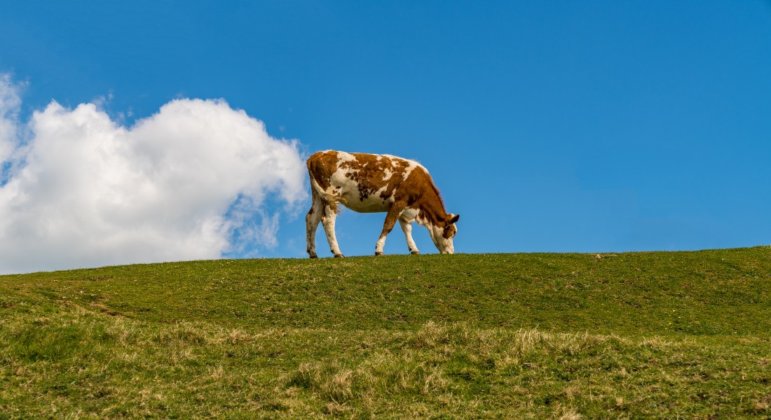 Cow - atmospheric methane