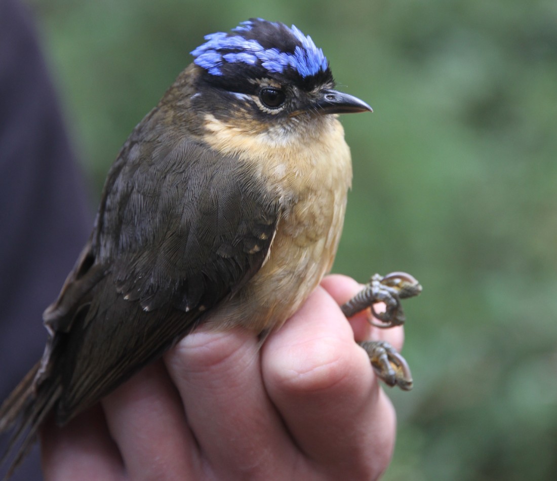 Photo of the bird species Ifrita Kowaldi