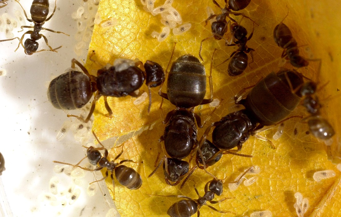 Photo of ants