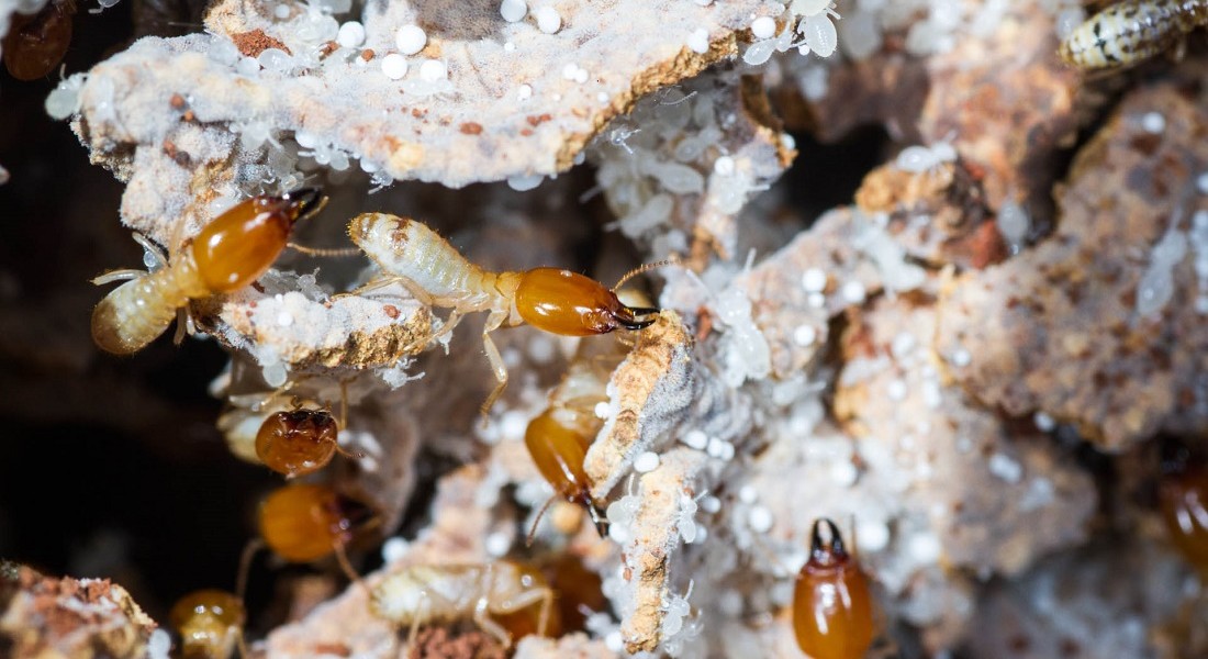 Photo of termites in fungus garden