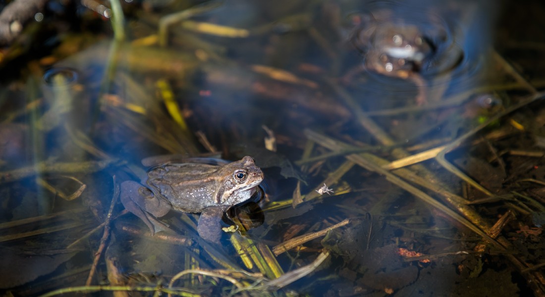 Image of frogs