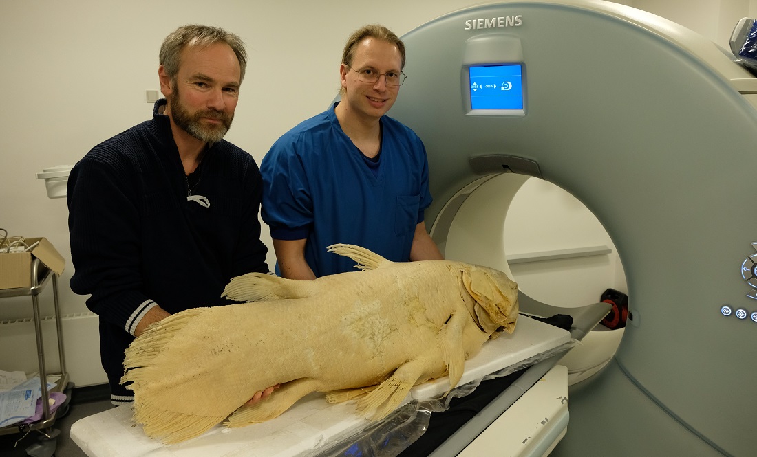two adult men hold large pale fish at entrance to CT scanner