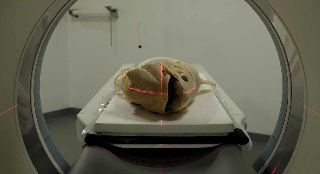 The Copenhagen coelacanth entering the CT scanner