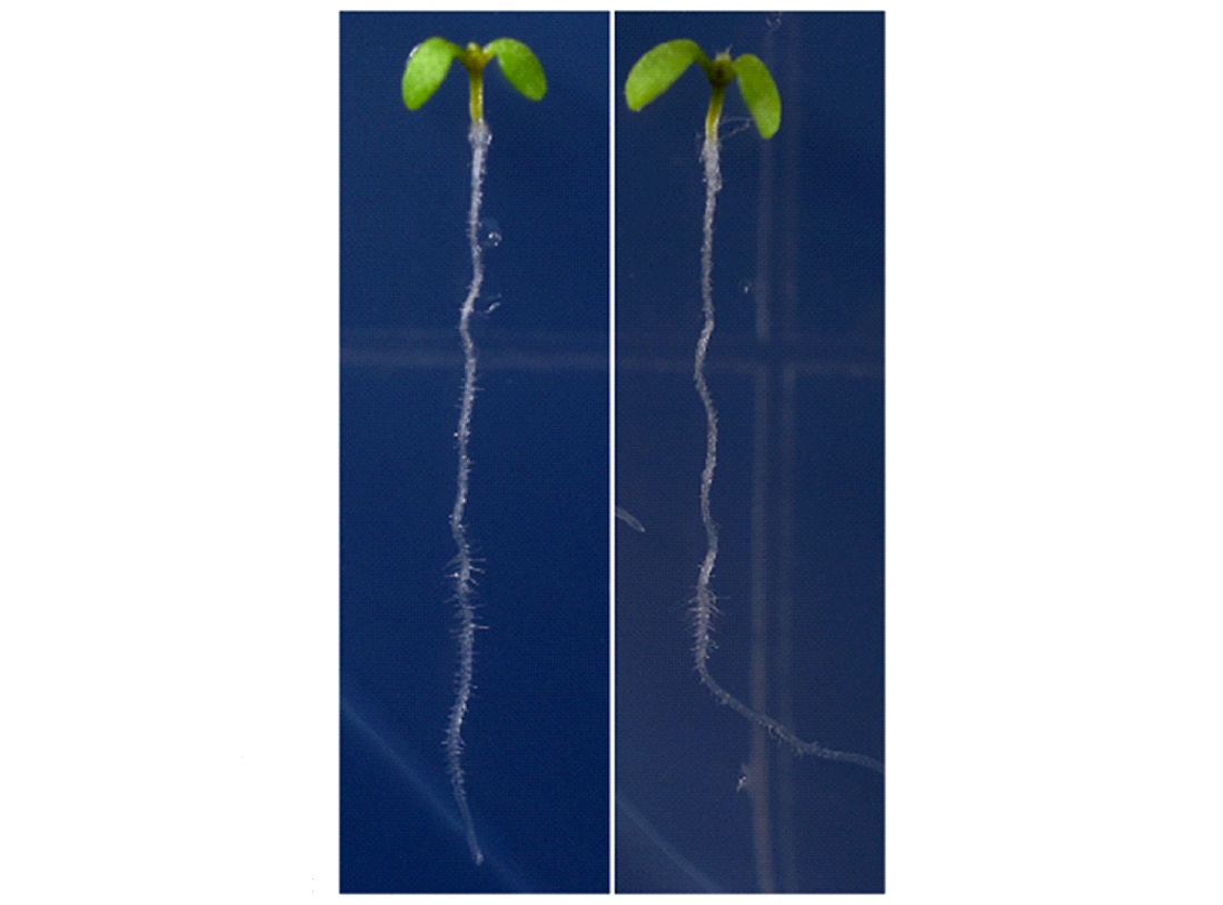 Seedlings in media with and without salt