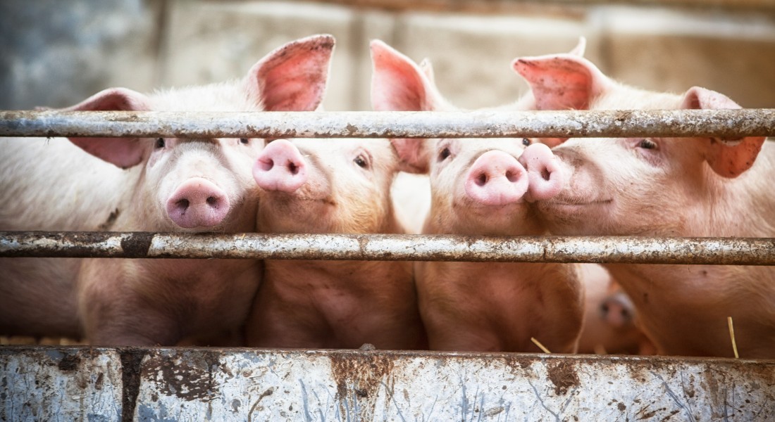 Pig grunts reveal their emotions – University of Copenhagen