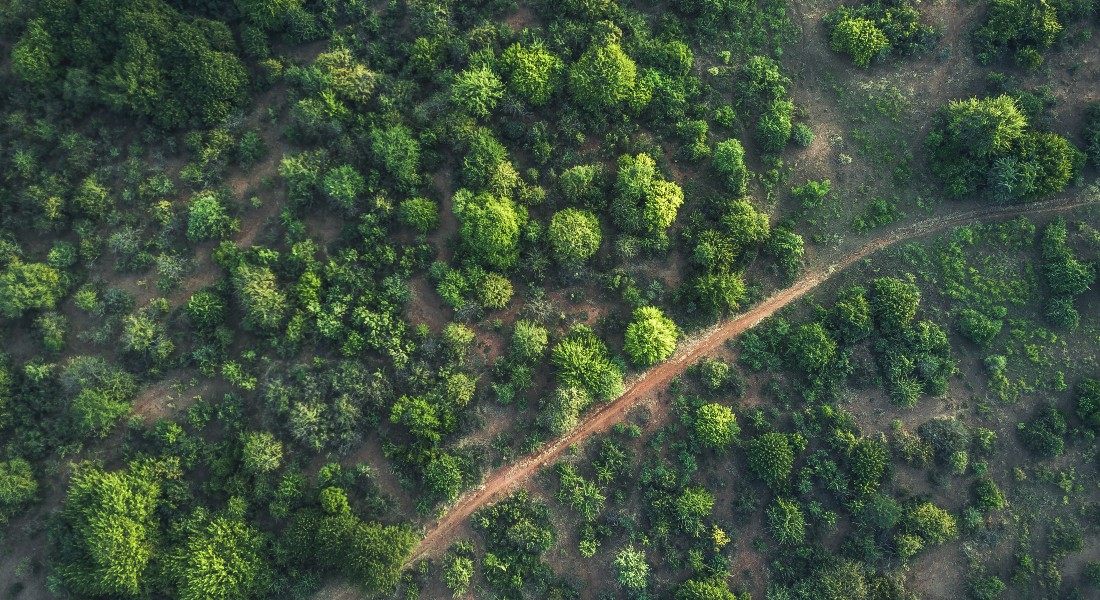 Trees Africa
