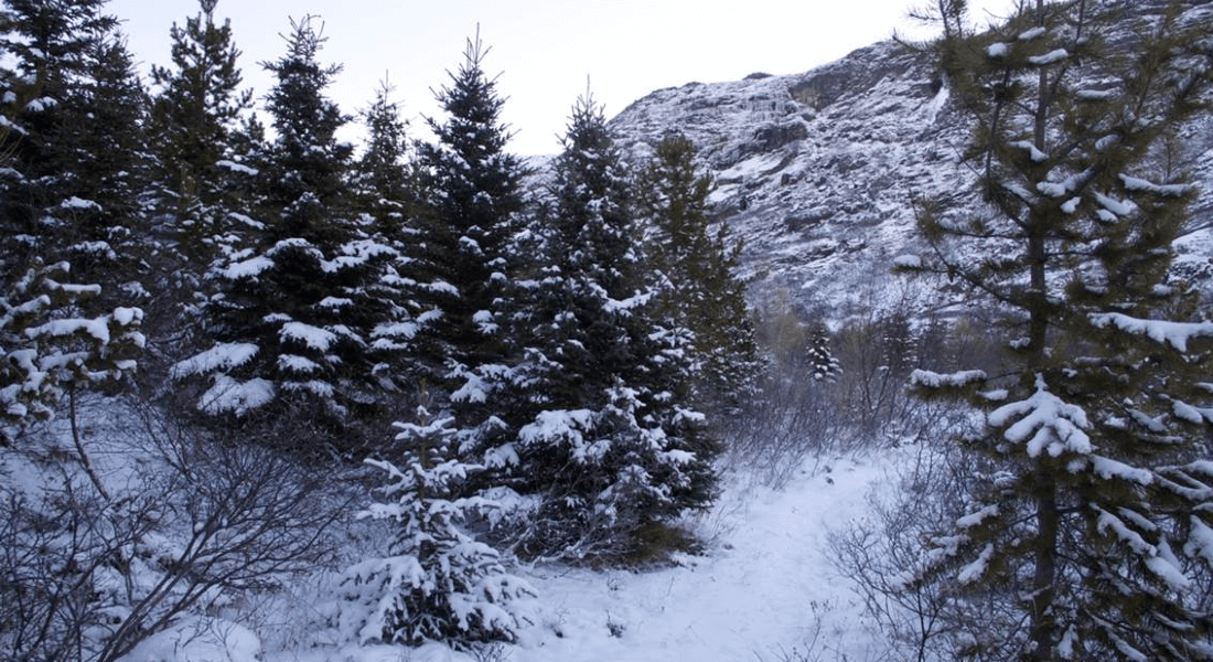 Snowcovered trees in the Narsarsuaq