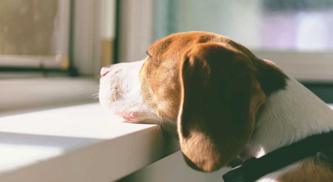 Photo of a dog looking outside the window