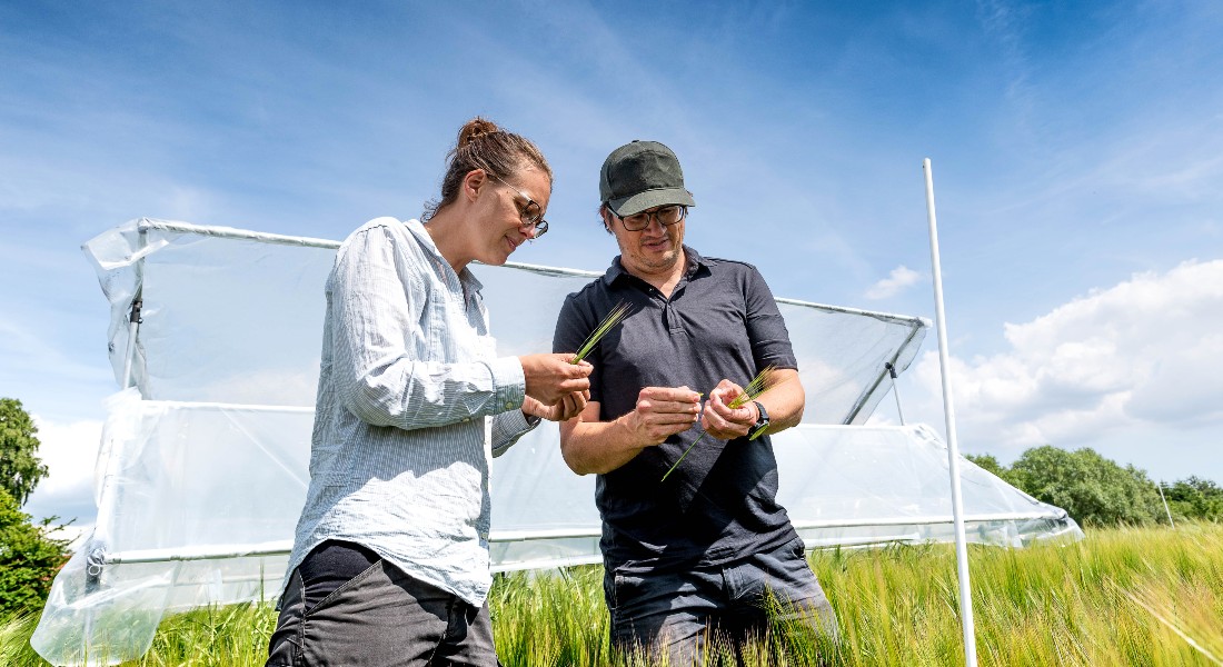 Two Grains Mutual Gain Surviving Drought Through Varietal Collaboration University Of Copenhagen 9047