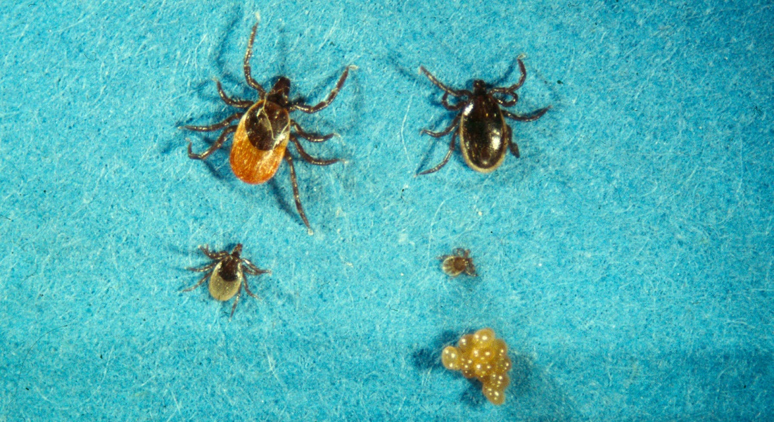 Ticks in different developmental stages