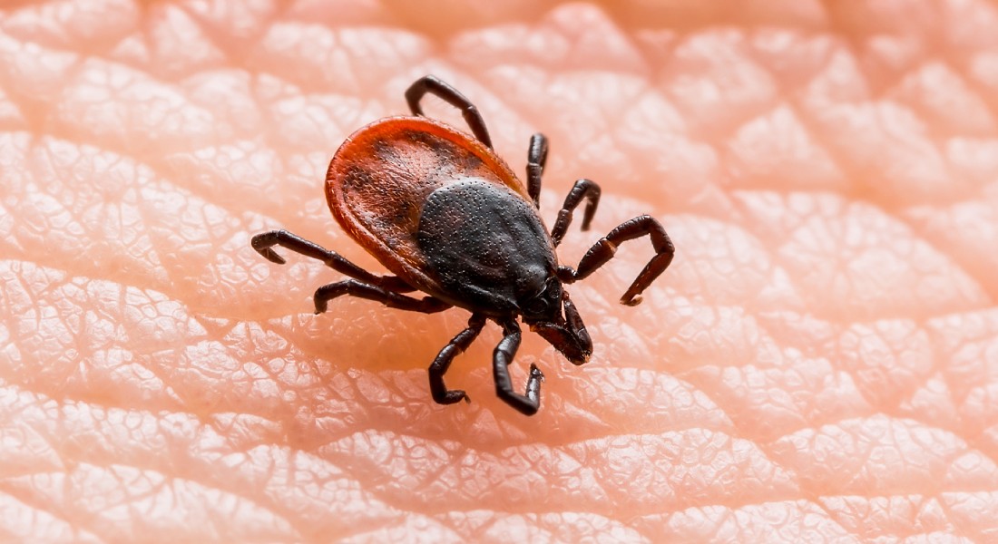 Photo of a common tick.