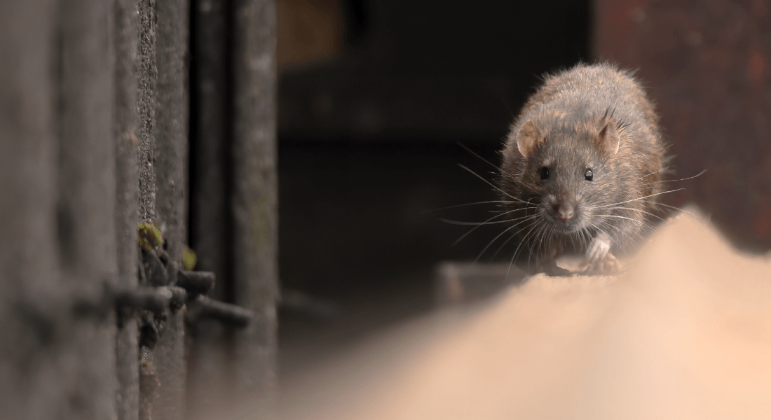 Is There an Ethical Way to Kill Rats? - The New York Times