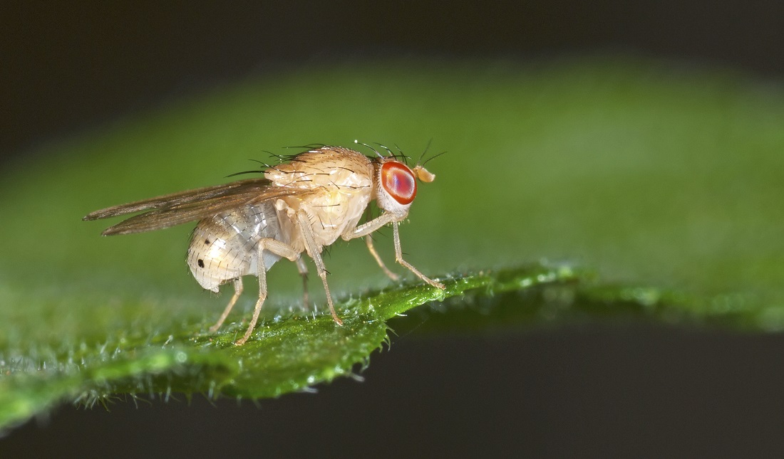 Drosophila