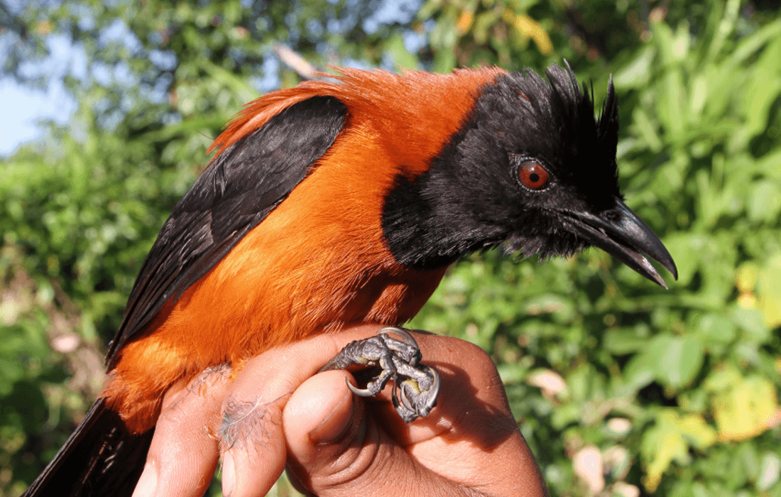 orange bird with black wings and black crest, head, and neck