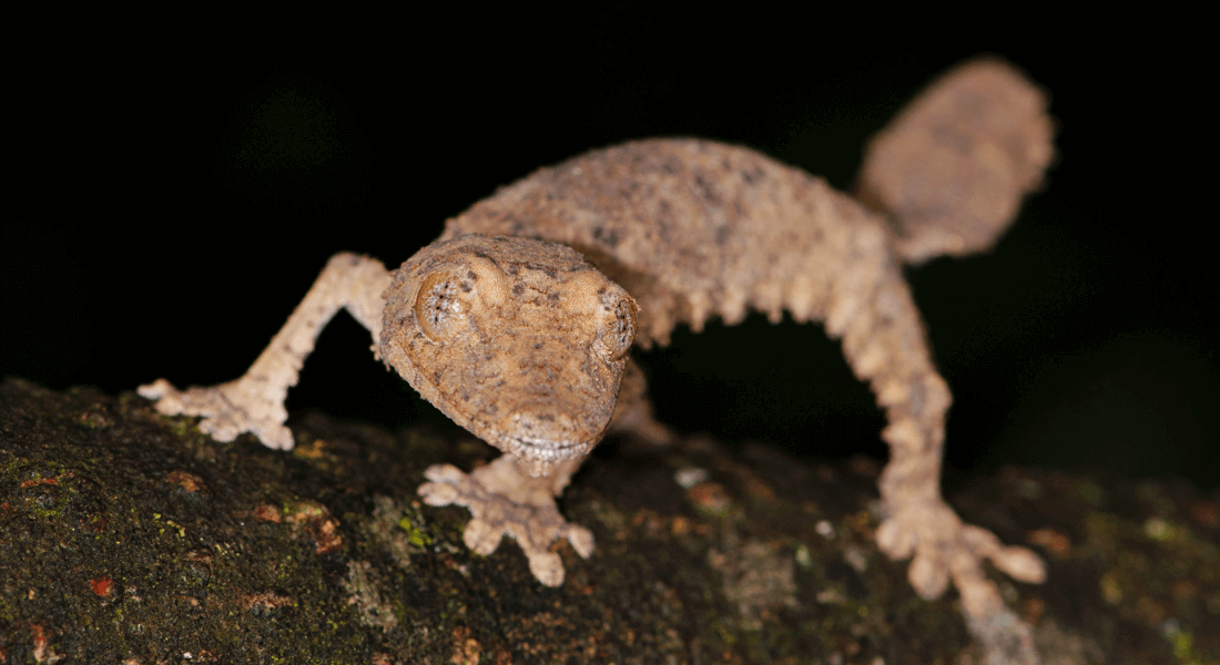 The new gecko on a branch