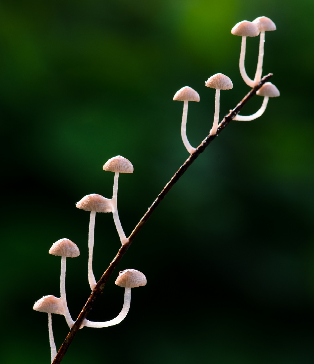 Mycena mushroom on a plant