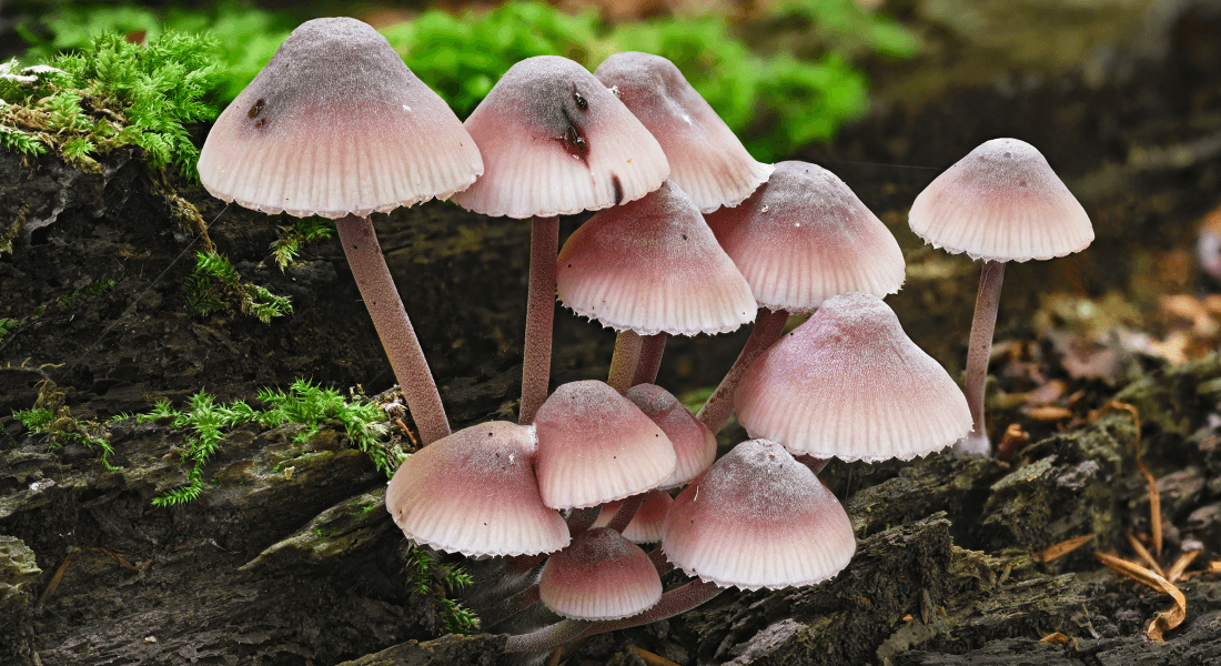 Mycena mushrooms