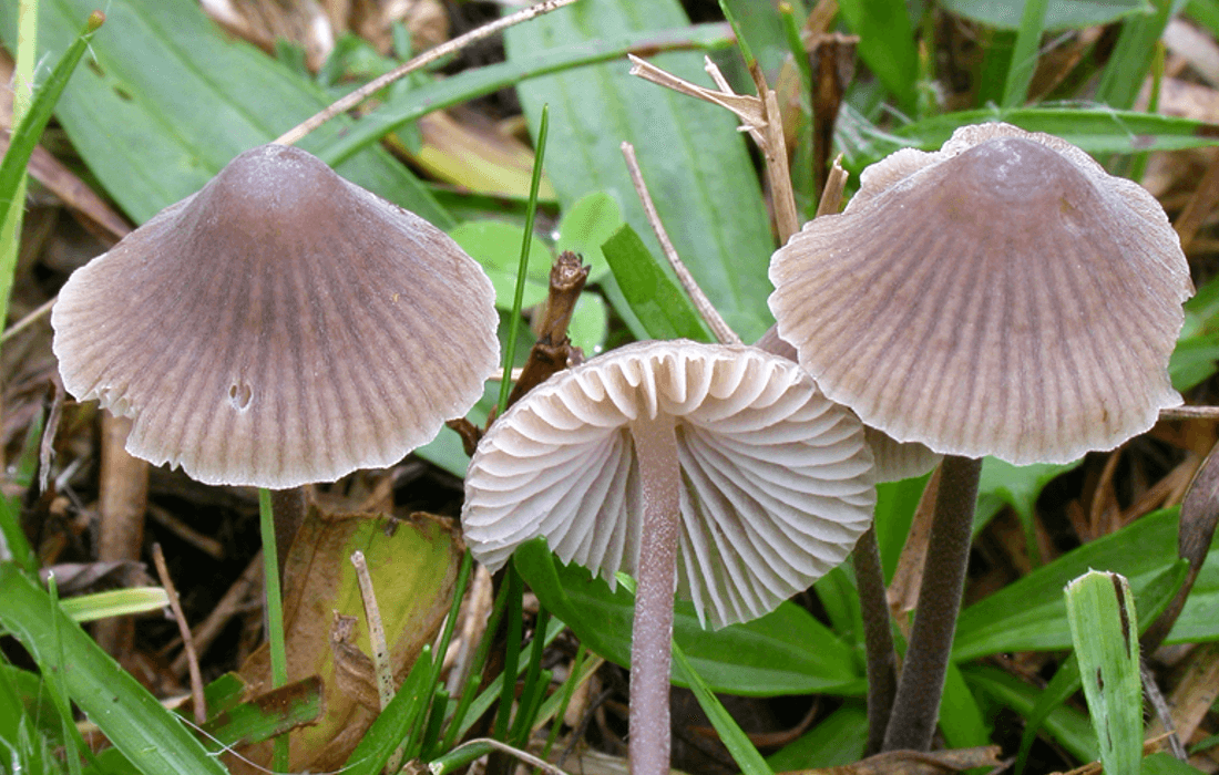 Mycena leptocephala mushrooms in the grass