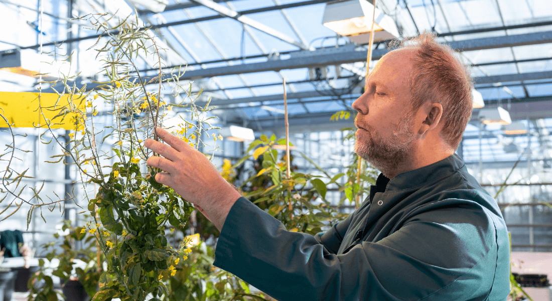 Henrik Lütken and his research team have given plants new genes and benefits with the help of a bacterium. Photo: University of Copenhagen.