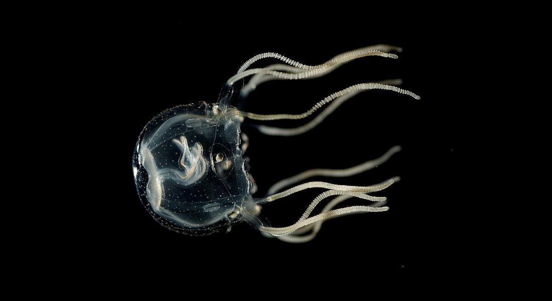 A Caribbean box jellyfish