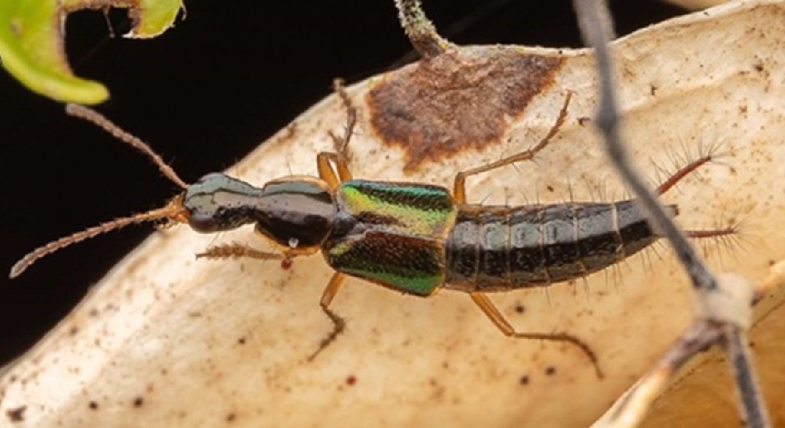 may beetle species name