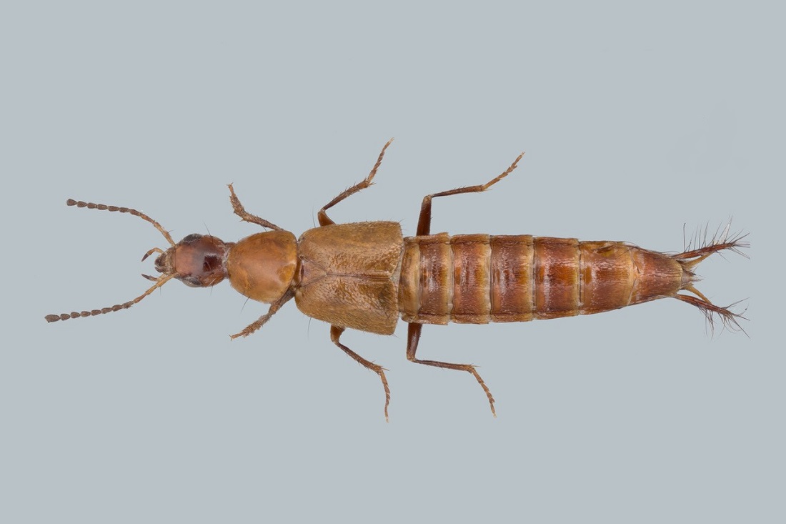 Loncovilius carlsbergi