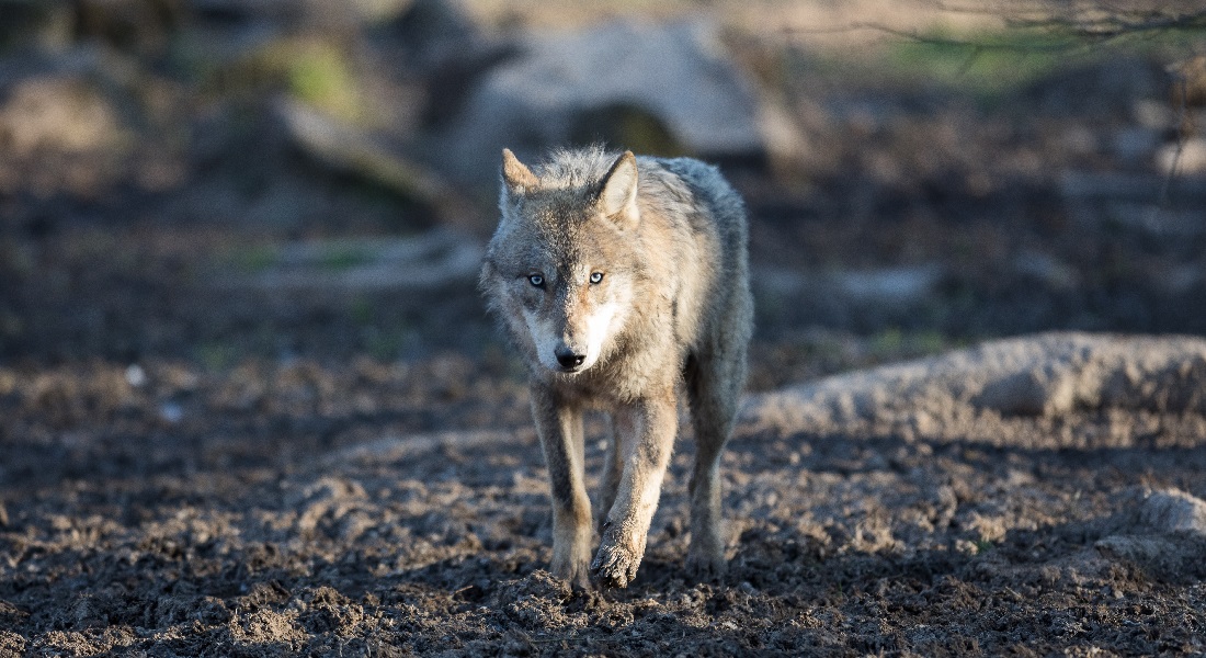 Wolf heck outlet collar