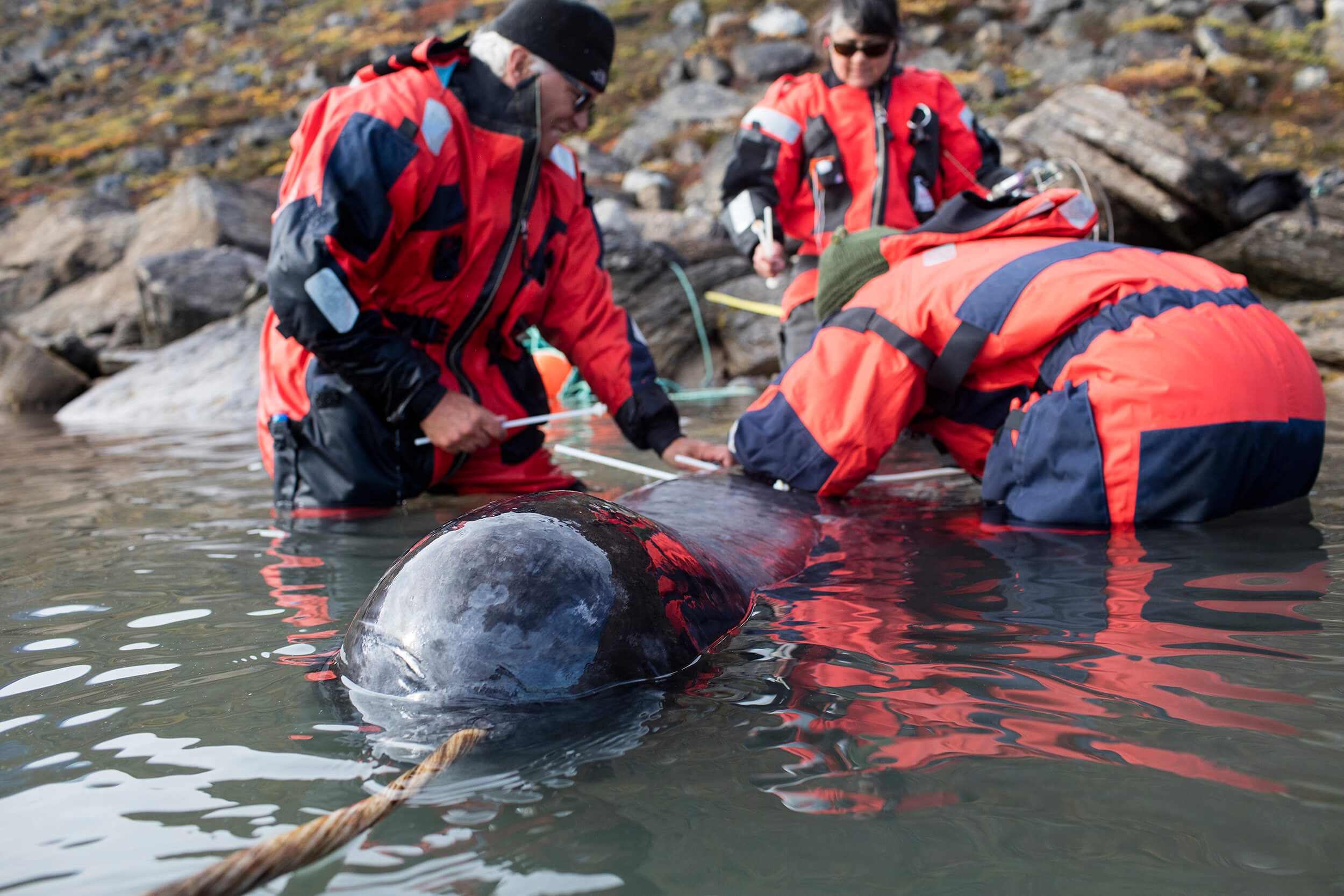 Narwhale with tag attached