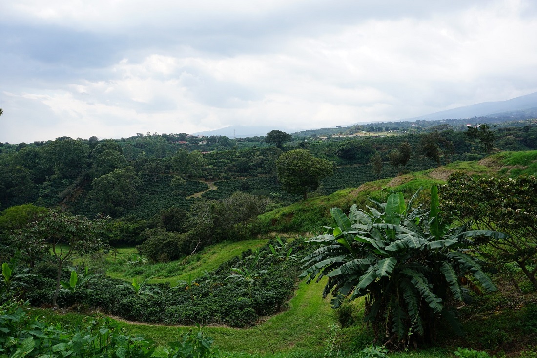 Agroforestry in Costa Rica
