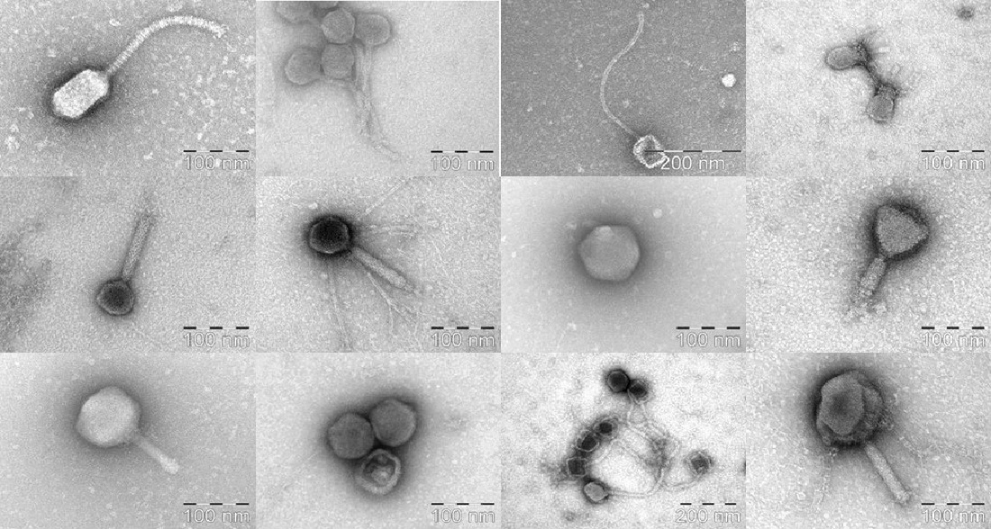 Bacteriophages