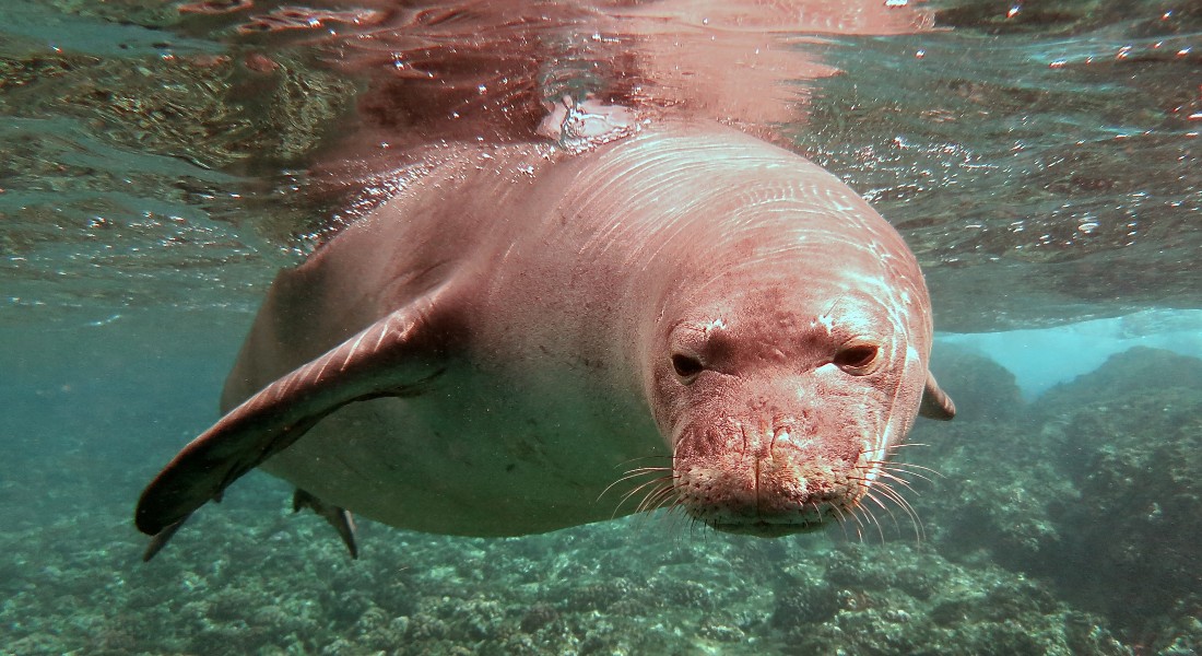 Seal in water