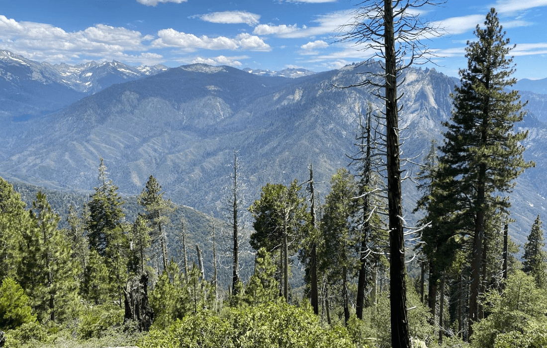 California forest with scattered tree death