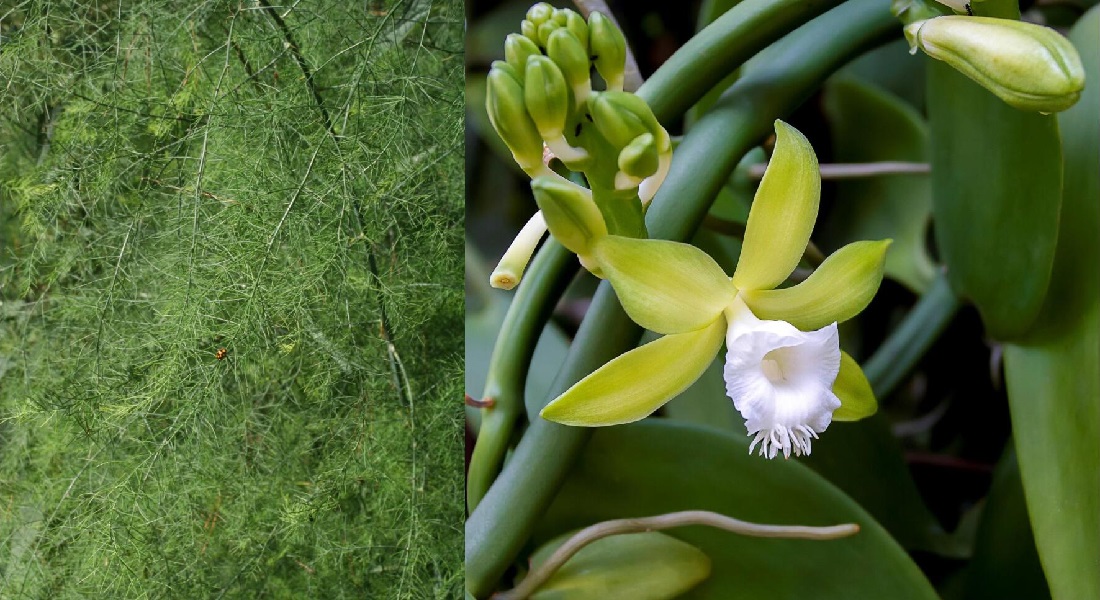 Asparagus plant and vanilla orchid 