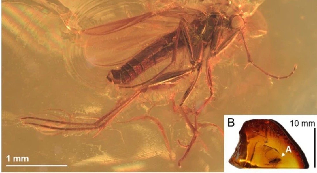 Gnat in amber