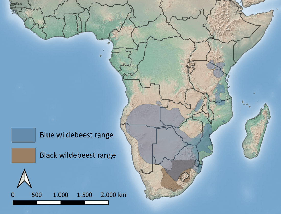 Map of wildebeest distribution